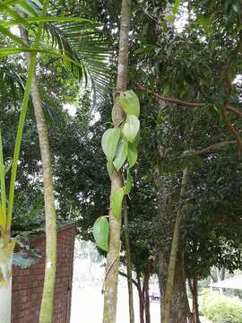 Image of Hoya latifolia G. Don