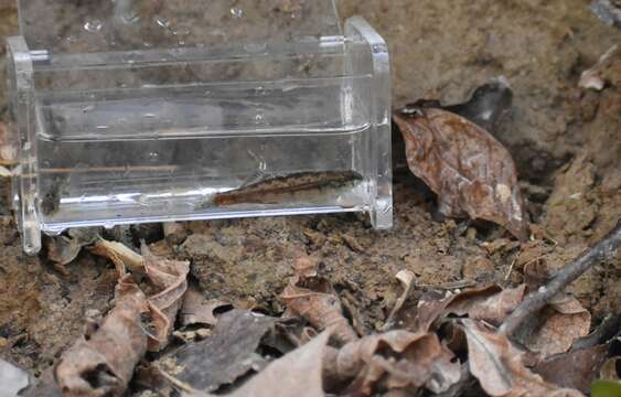 Image of Bandfin darter