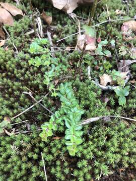 صورة Lechea mucronata Raf.