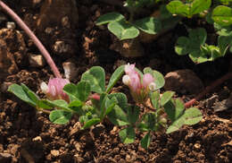 Plancia ëd Trifolium pauciflorum d'Urv.