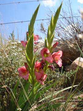 Image of Gladiolus rehmannii Baker