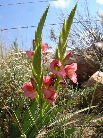 Imagem de Gladiolus rehmannii Baker