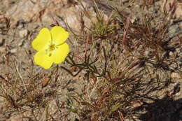 Image of Mojave suncup