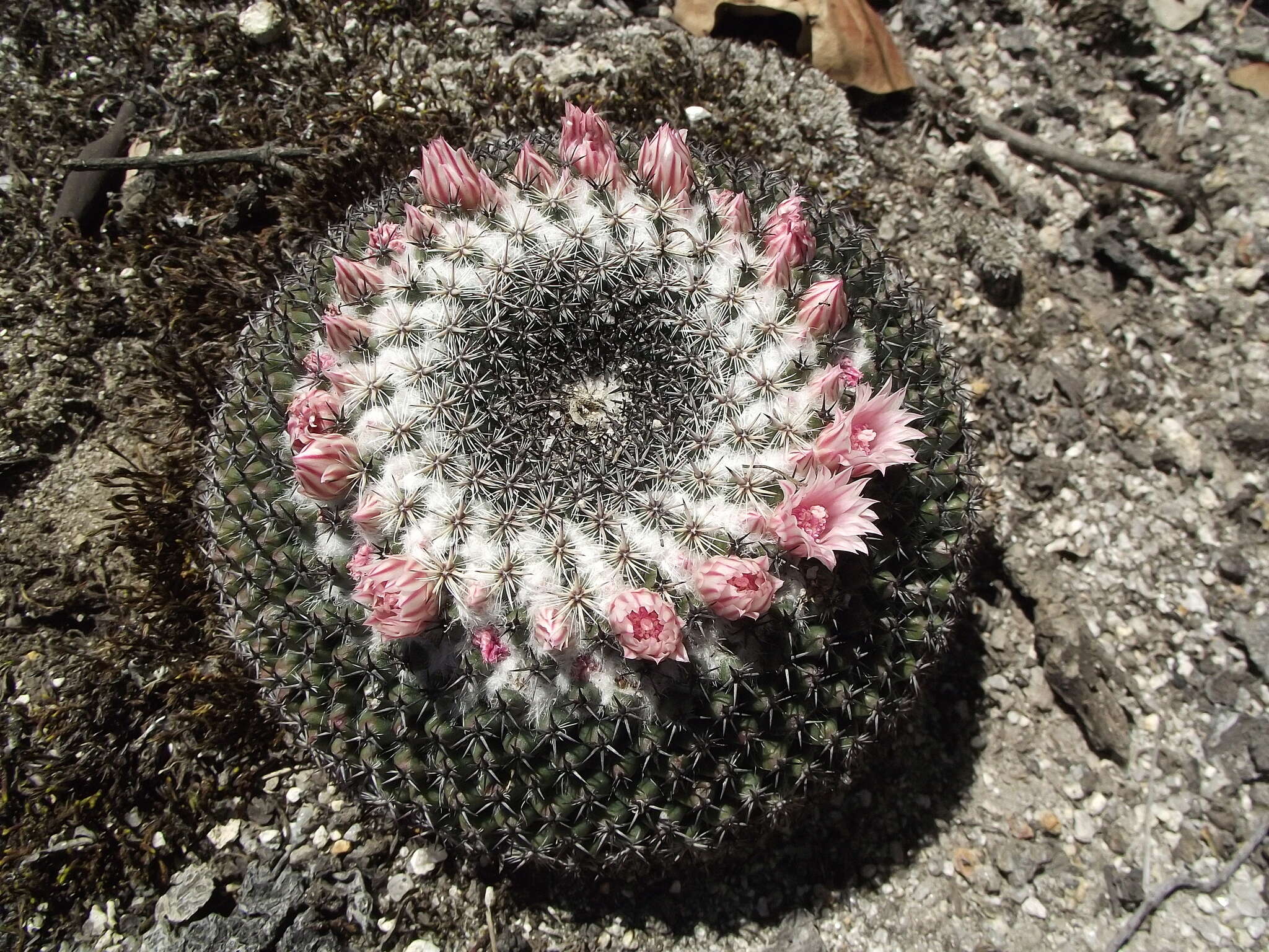 Image of Mammillaria formosa Scheidw.