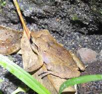 Image of Martinique Robber Frog