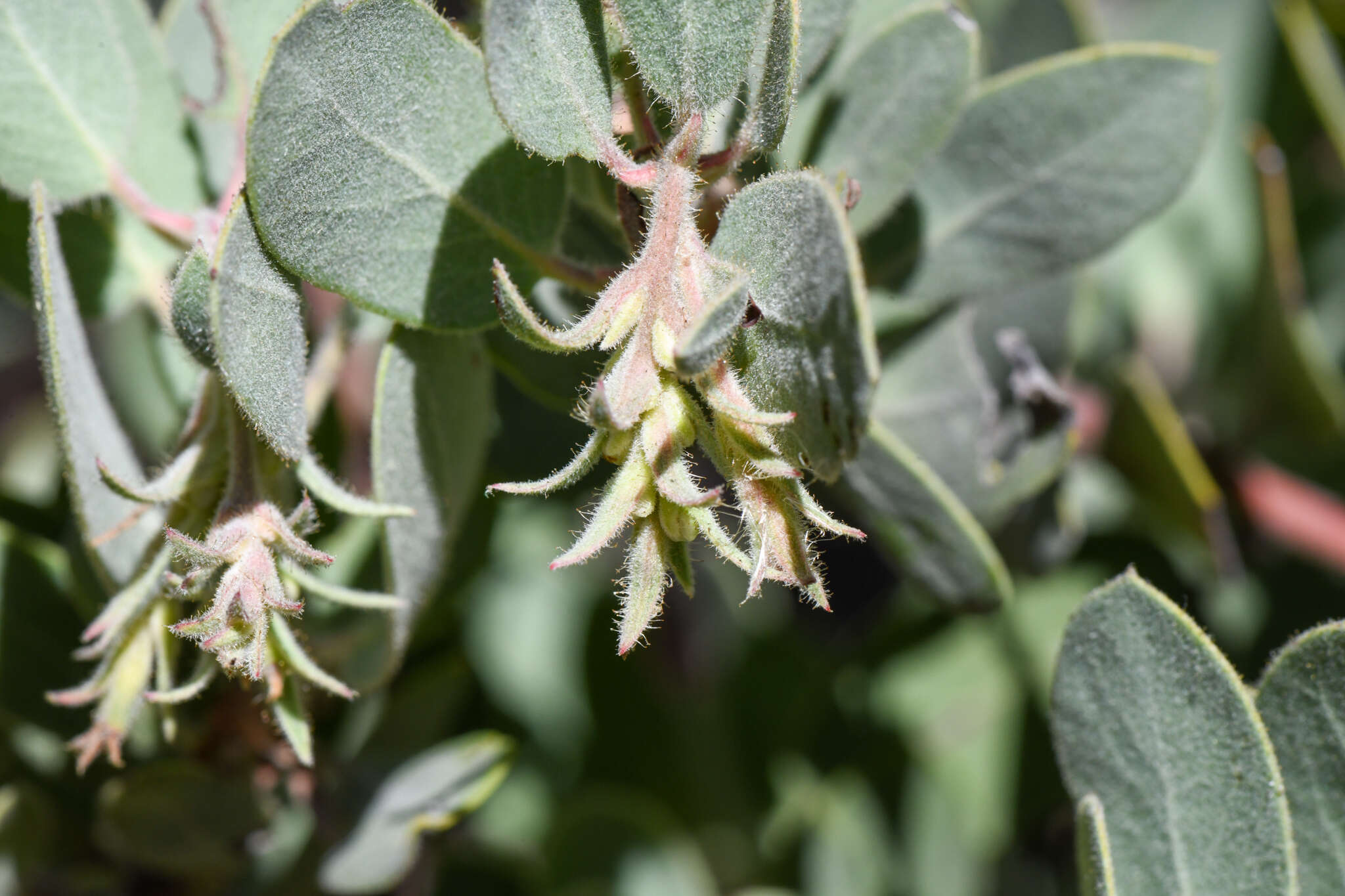 Image of Hoover's manzanita