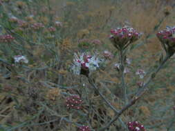 Sivun <i>Malesherbia <i>fasciculata</i></i> var. fasciculata kuva