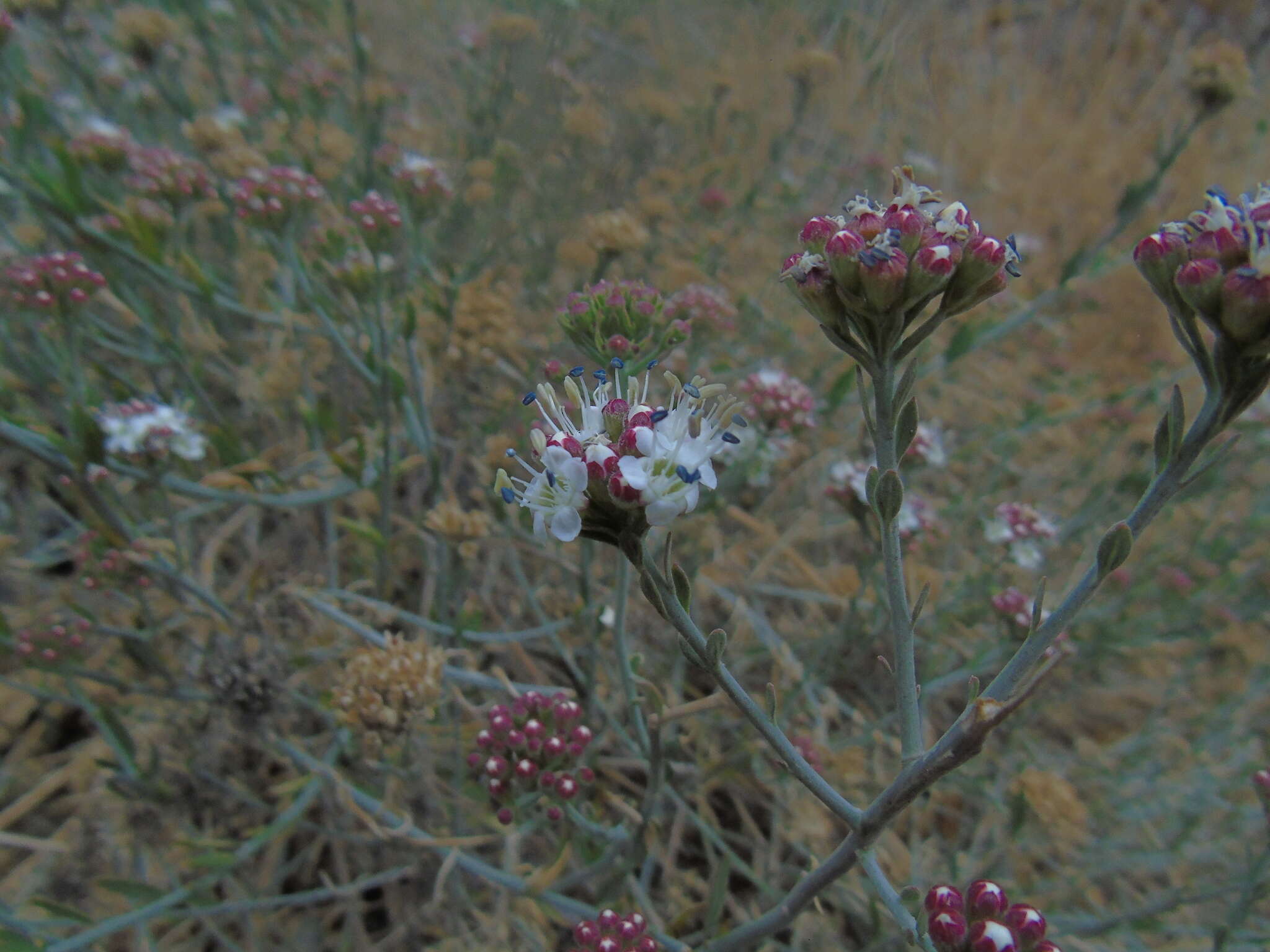 Imagem de <i>Malesherbia <i>fasciculata</i></i> var. fasciculata