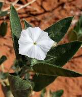 Image of phlox heliotrope