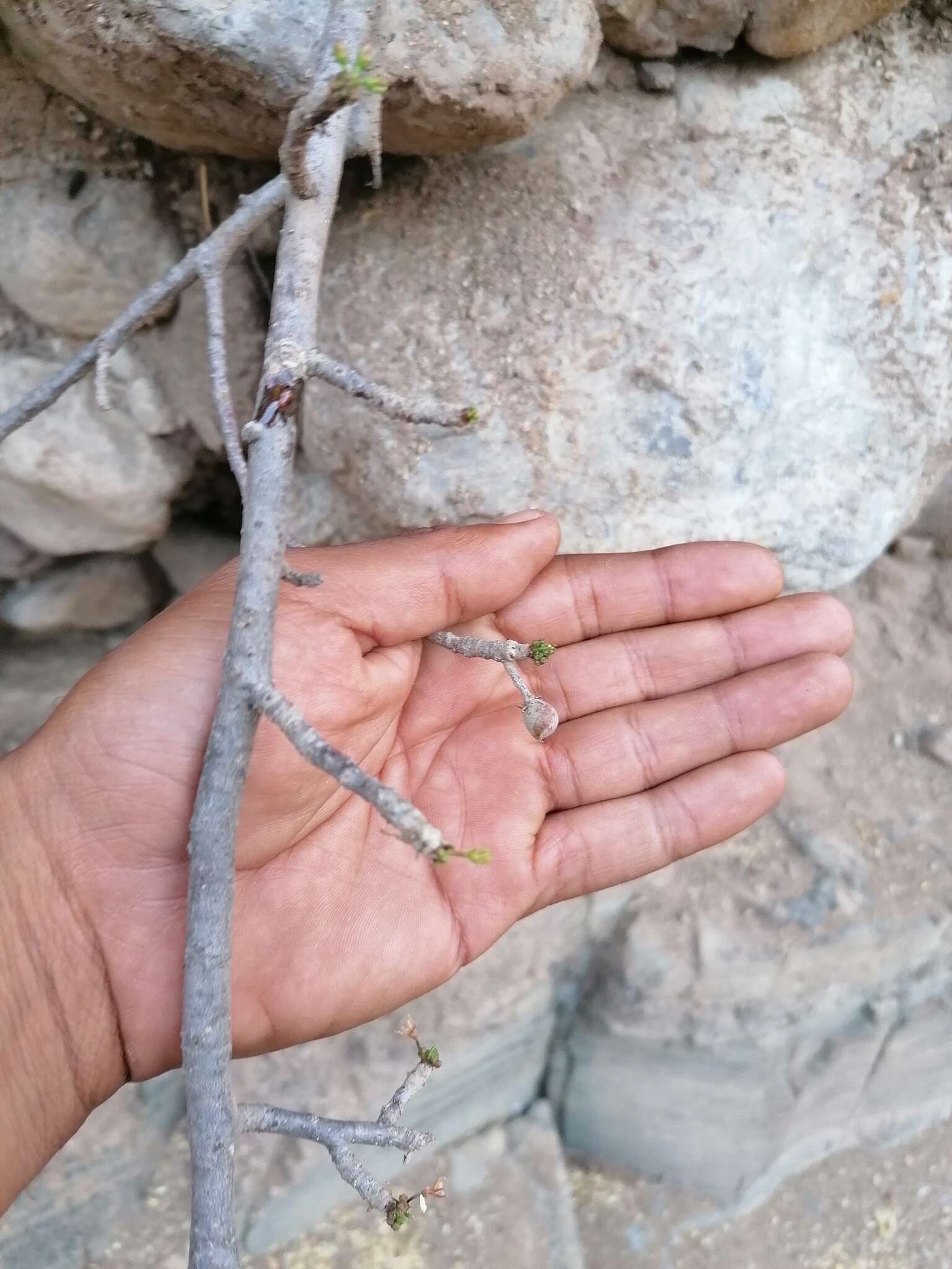 Image of Bursera ariensis (Kunth) Mc Vaugh & Rzedowski