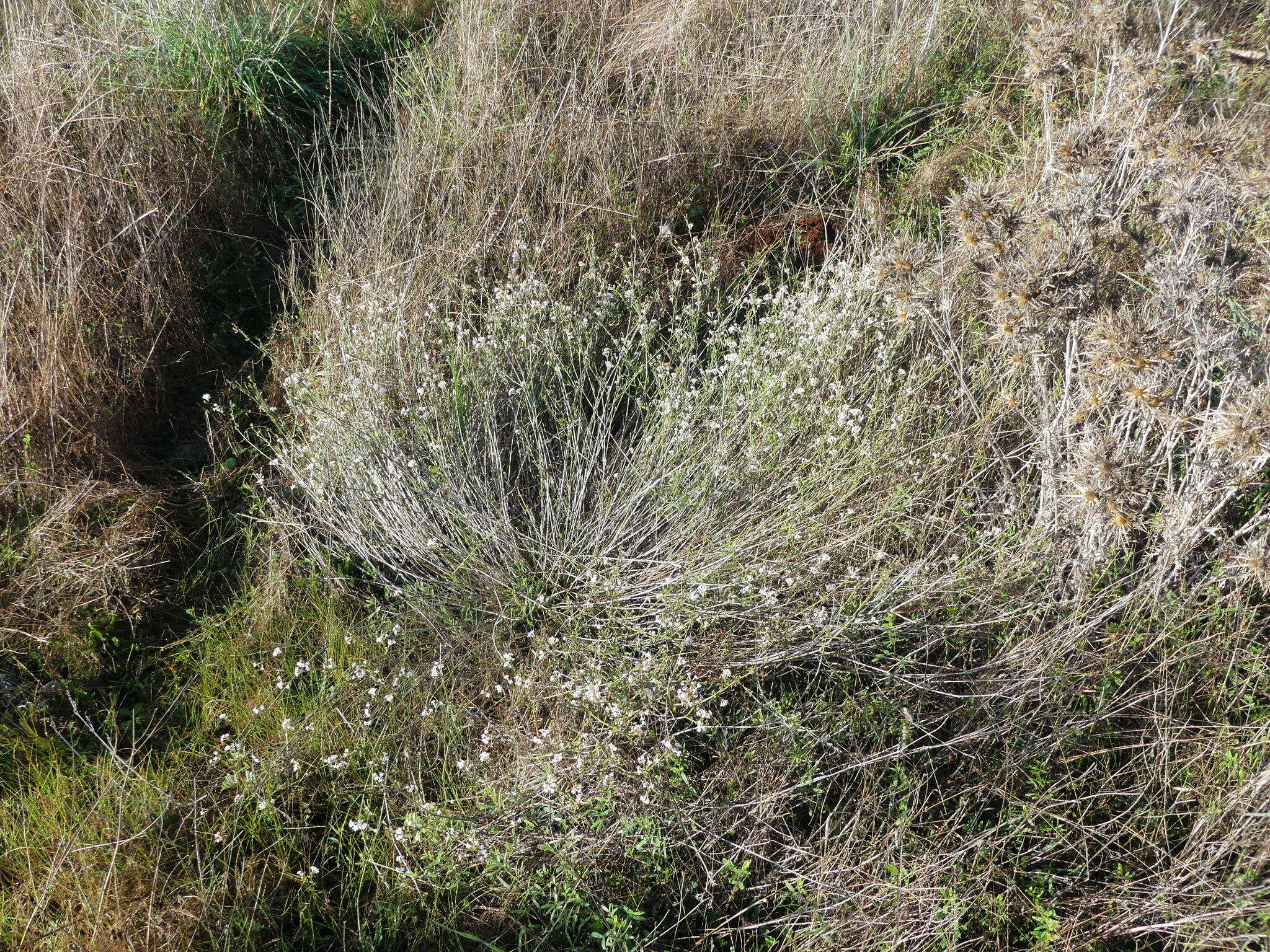 Image of Asperula aristata L. fil.