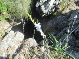 Image of Crambe filiformis Jacq.