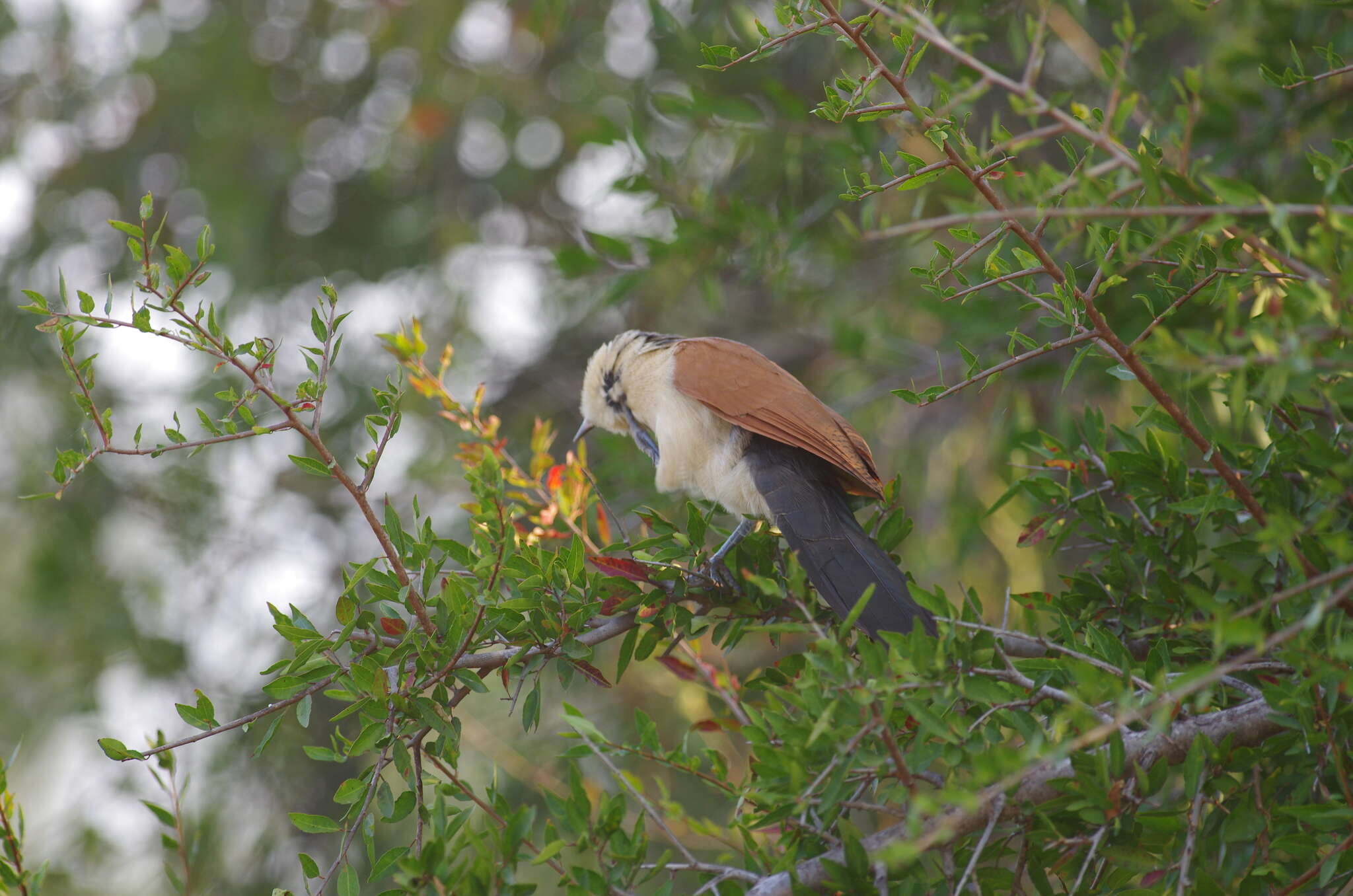 Plancia ëd Centropus senegalensis (Linnaeus 1766)