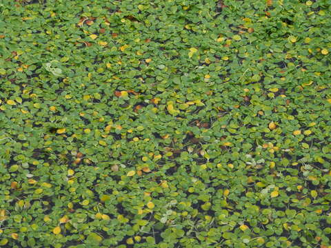 Peplidium maritimum (L. fil.) Wettst. resmi