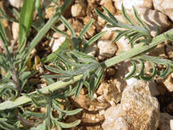 Слика од Centaurea ambigua Guss.