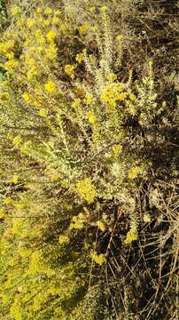 Image of Helichrysum callicomum Harv.