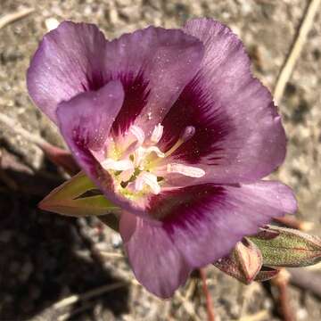 Image of redspot clarkia