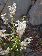 Imagem de Salvia microstegia Boiss. & Balansa