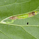 Plancia ëd Phyllonorycter celtisella (Chambers 1871)