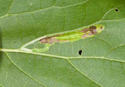 Imagem de Phyllonorycter celtisella (Chambers 1871)