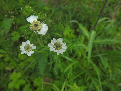 Image of Sneezeweed