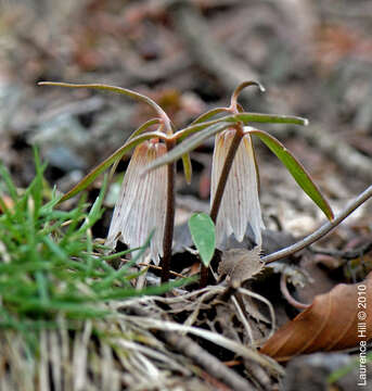 Image of Fritillaria amabilis Koidz.