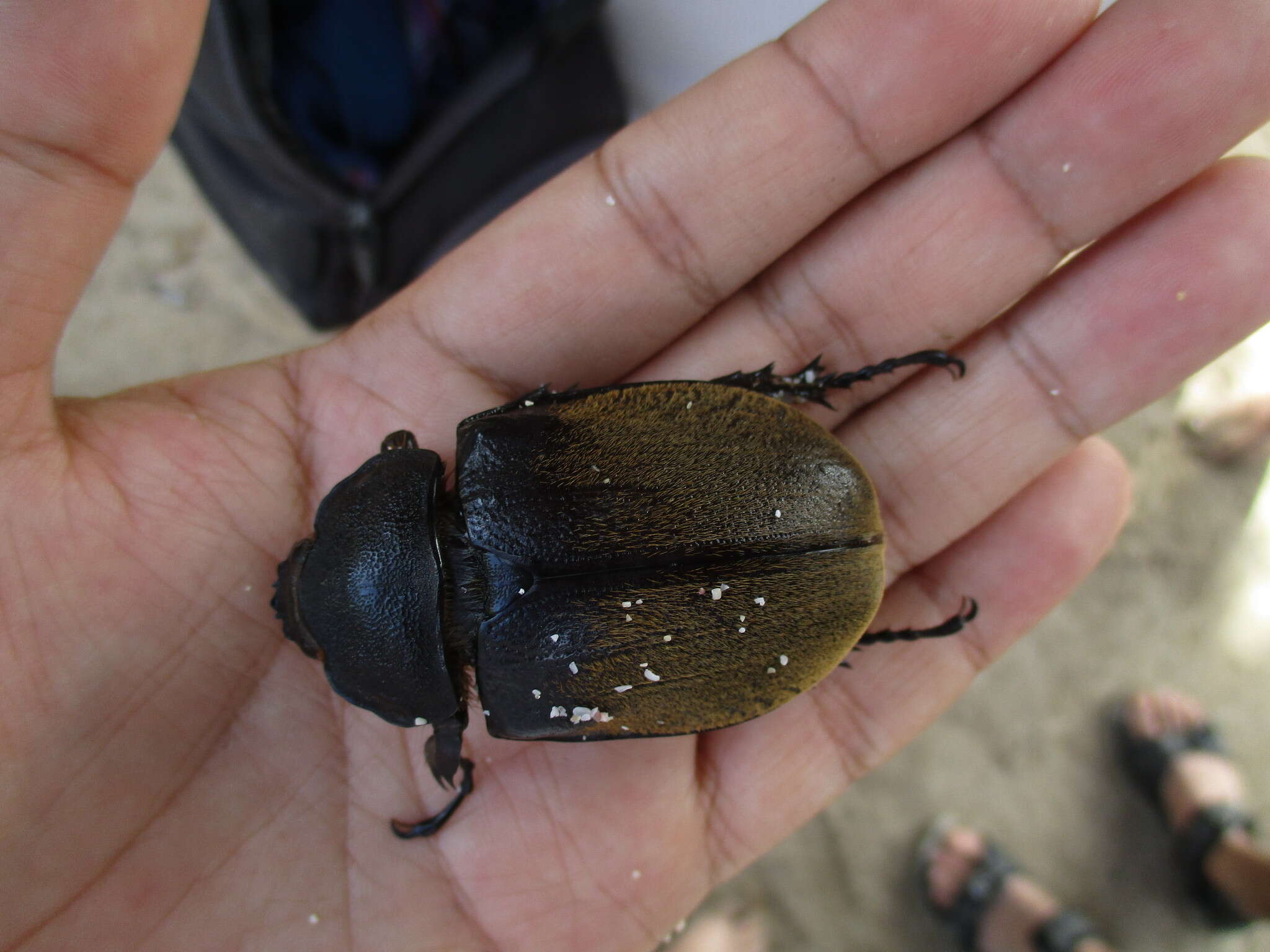 Megasoma occidentalis Bolivar, Pieltain, Jimenez-Asua & Martinez 1963 resmi