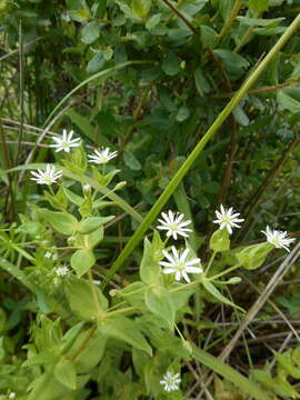 صورة Stellaria littoralis Torr.