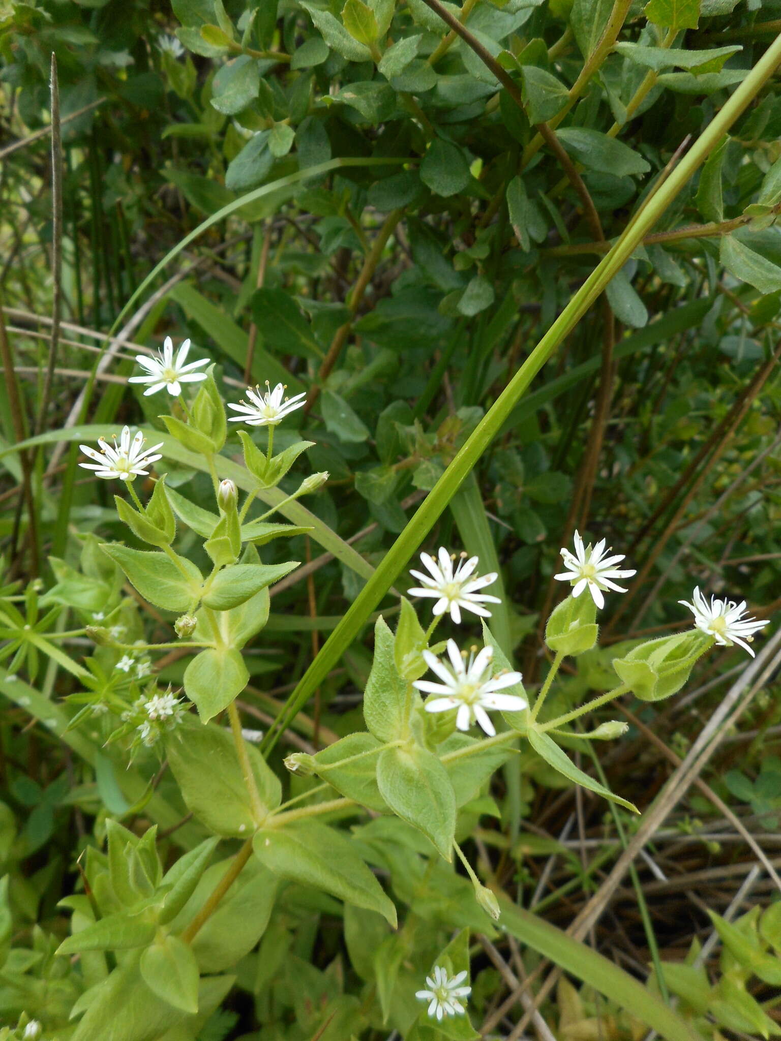 Image of beach starwort