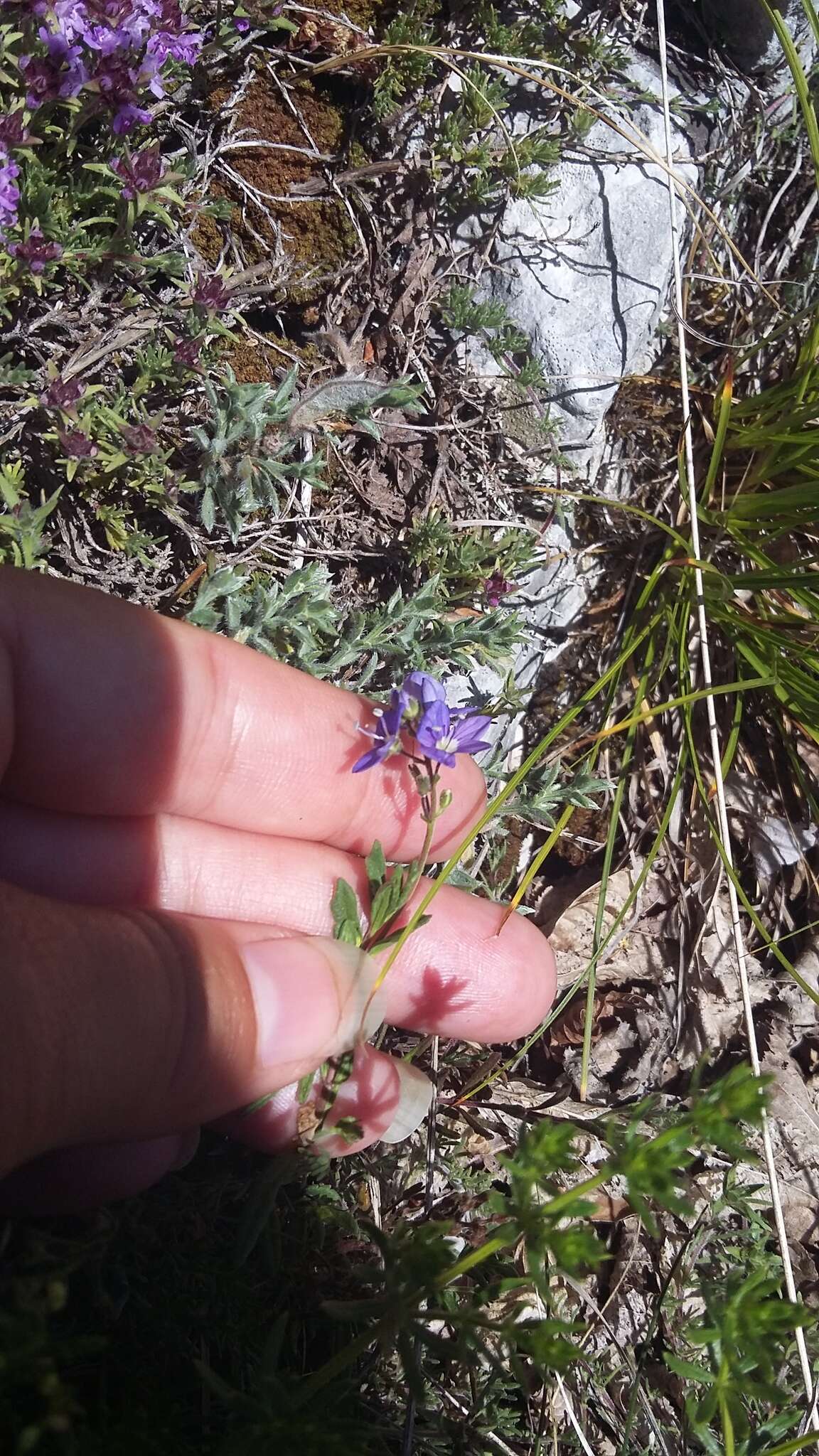 Слика од Veronica orientalis subsp. orientalis