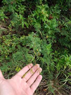 Image of pineland acacia