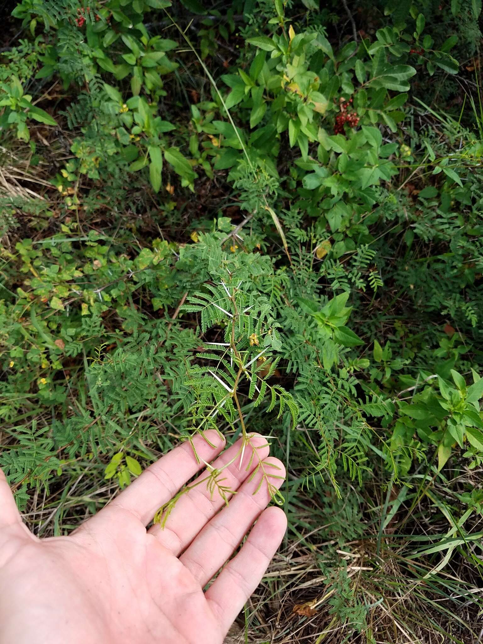 Слика од Vachellia farnesiana var. pinetorum (F. J. Herm.) Seigler & Ebinger