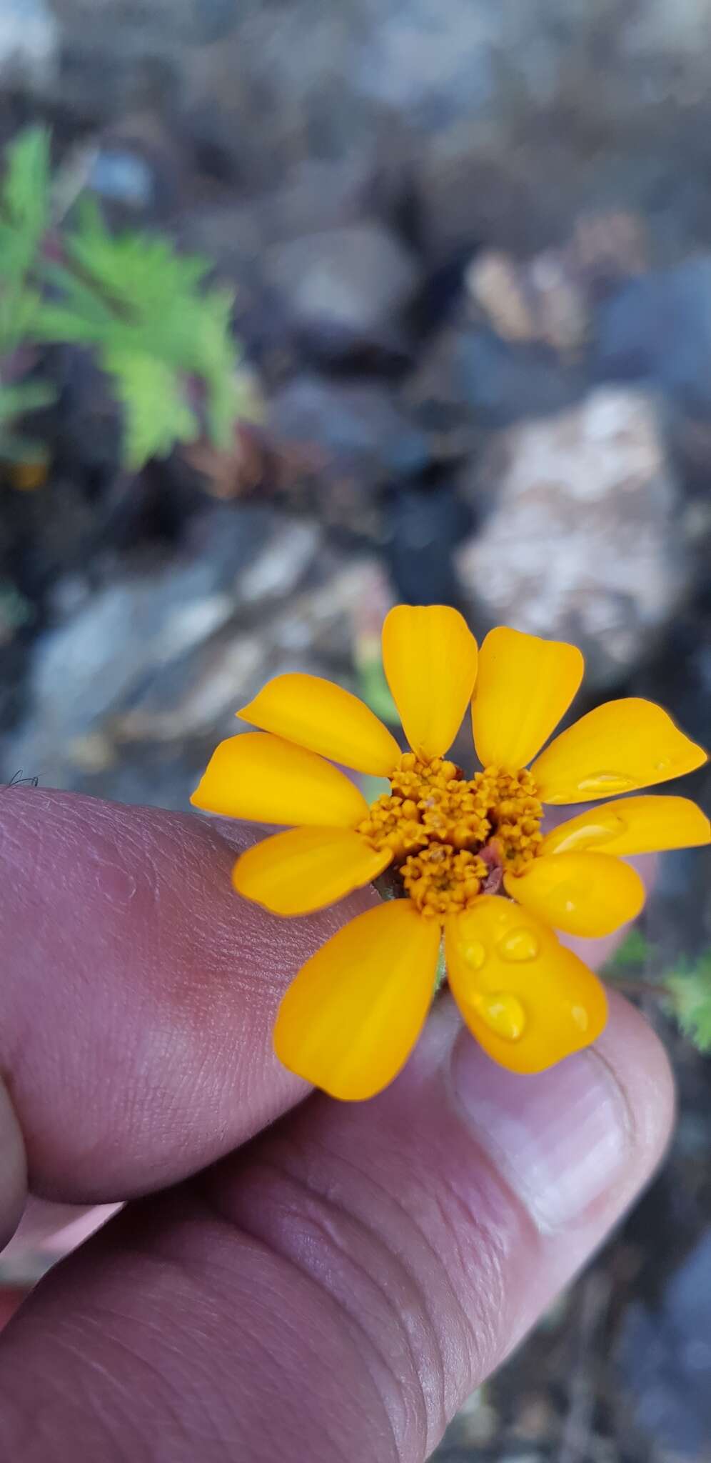 Image of Dyssodia decipiens (Bartl.) M. C. Johnston