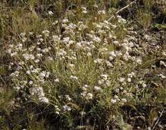 Слика од Gypsophila collina Ser.