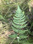 Image of Cheilanthes inaequalis (Kunze) Mett.