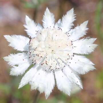 Imagem de Actinotus leucocephalus Benth.