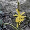 Image of Moraea virgata Jacq.