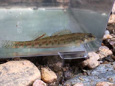 Image of Tallapoosa darter