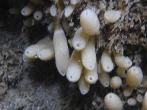 Image of Stalked Vase Sponge