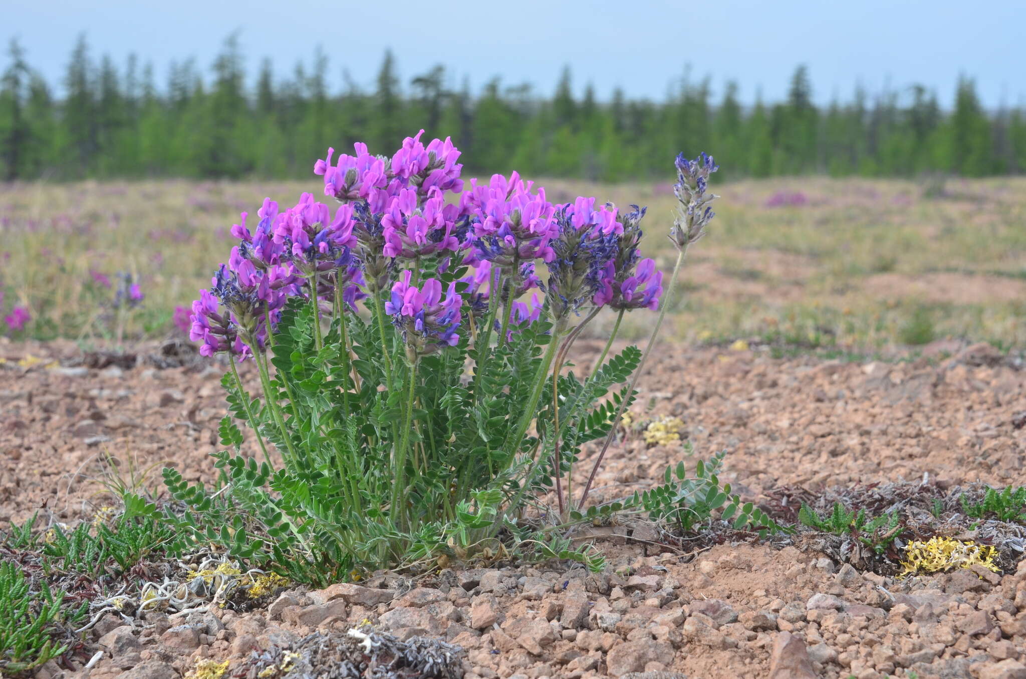 Image de Oxytropis adamsiana (Trautv.) Jurtzev