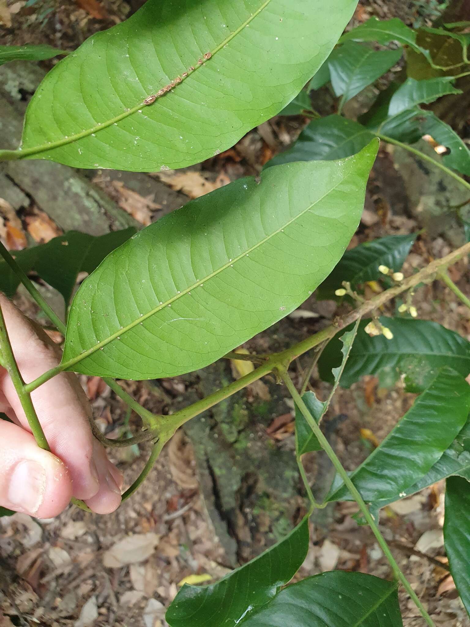 Слика од Dysoxylum oppositifolium F. Müll.