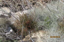 Image of mesquite mistletoe