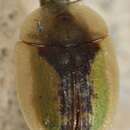 Image of Cassida (Cassida) bergeali Bordy 1995