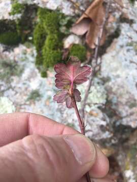 Image of granite gooseberry