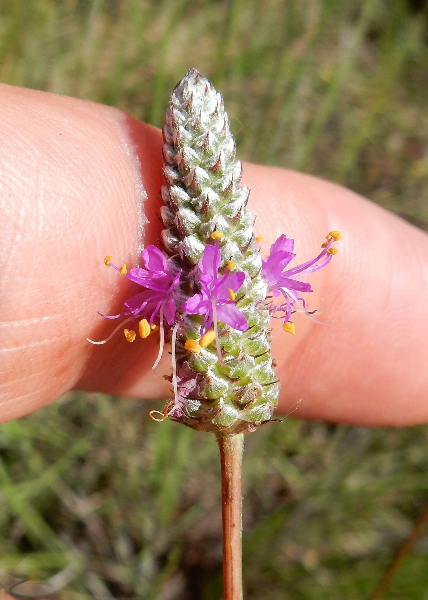 Sivun Dalea tenuis (J. M. Coult.) Shinners kuva