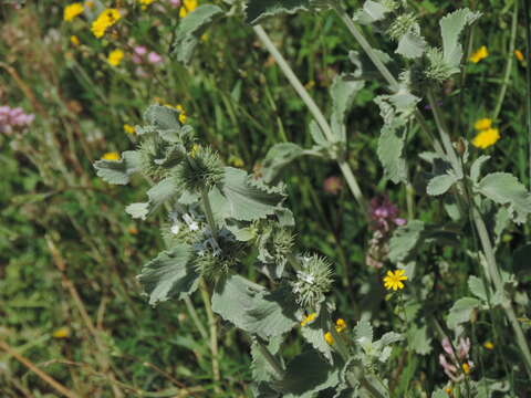 Image of horehound