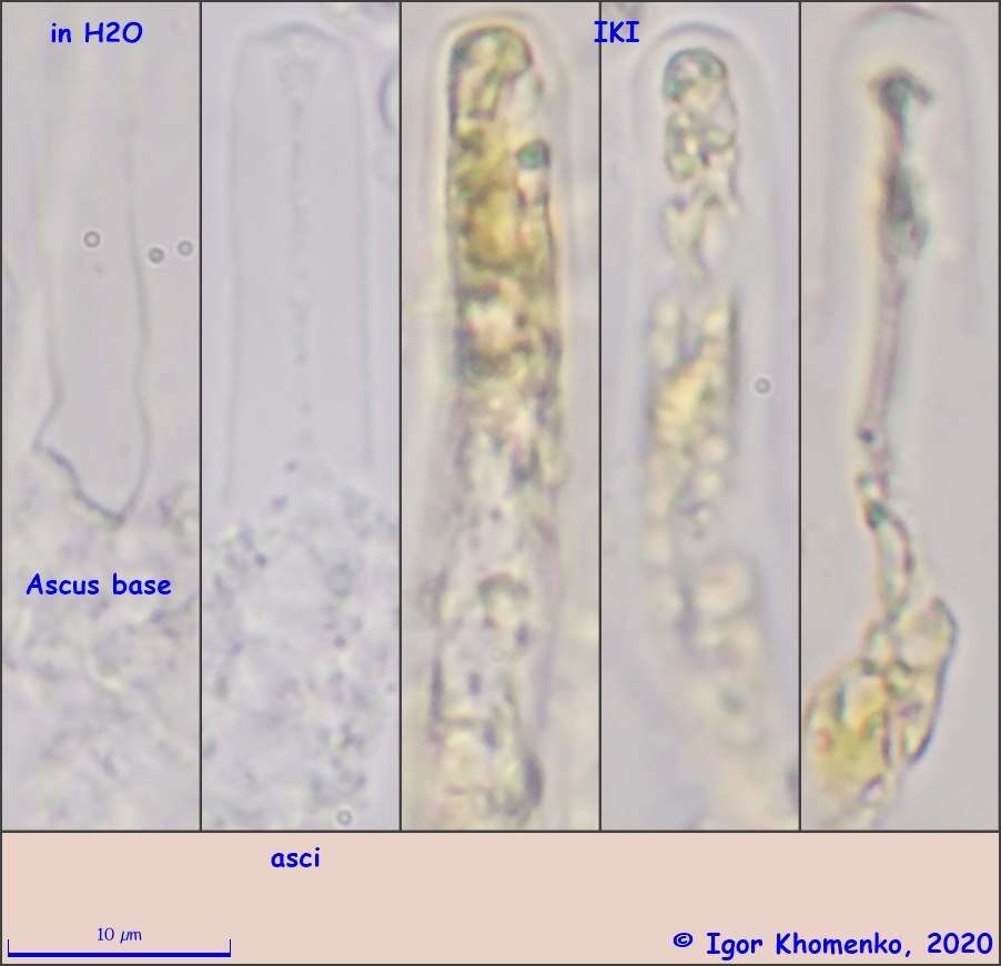 Image of Delitschia perpusilla Speg. 1898