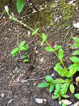 Image of Rattan's beardtongue