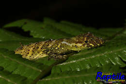 Image of Anolis podocarpus Ayala-varela & Torres-carvajal 2010