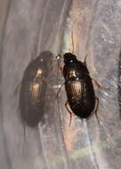 Image of Ground beetle